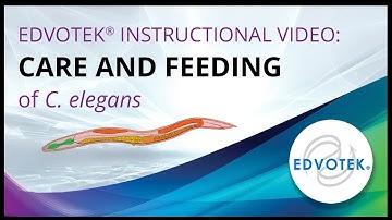 Care and Feeding of C. elegans