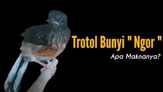 Trotol Bunyi ' Ngoorr ' , Apa Artinya? || Merawat Murai Trotol Loloh Induk || Bengkel Murai Batu