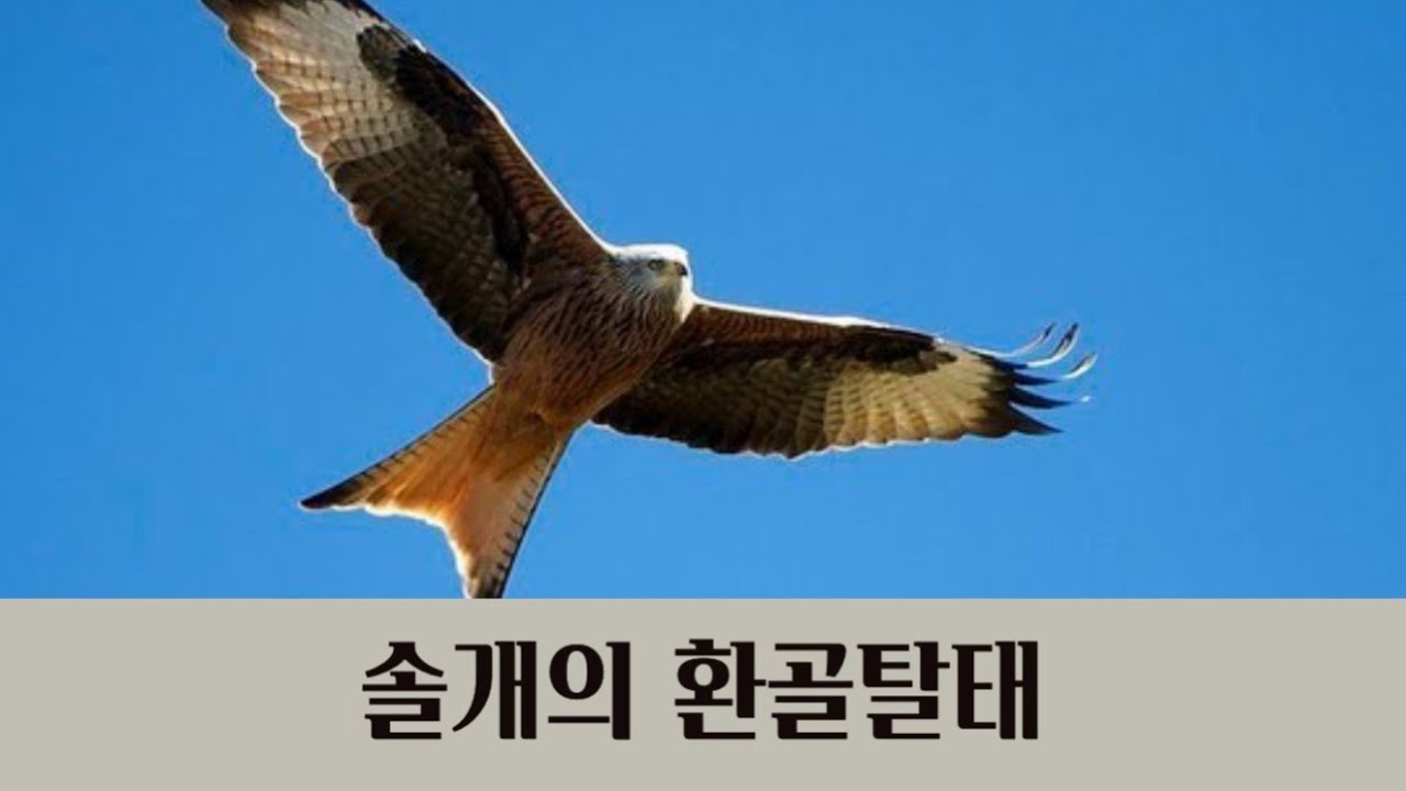 솔개의 환골탈태 - YouTube