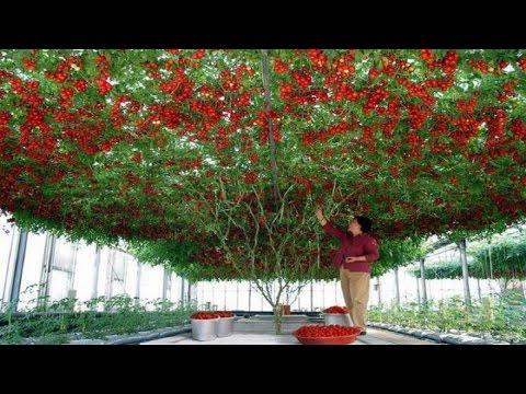 شجرة طماطم في امريكا تنتج أكثر من نصف طن كل قطفة سبحان الله Youtube
