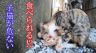 猫 食べられる Youtube