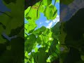 This creative DIY shot is pure satisfaction😌—relaxing and totally unique. Watch till the and feel.