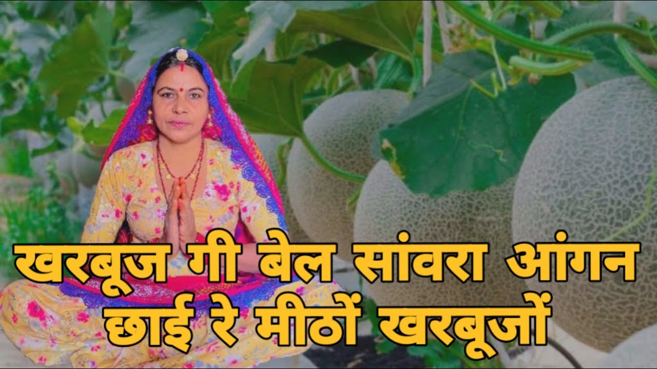 खरबूज गी बेल सांवरा आंगन छाई रे मीठों खरबूजों राधा रानी नहावन लागी पानी झलाव ।। खरबूजों भजन