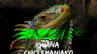 Iguana reggaeton Resimi