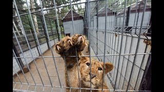 Смотрим место, куда таможенники «свозят» контрабандных животных Смотрим место, куда таможенники «свозят» контрабандных животных