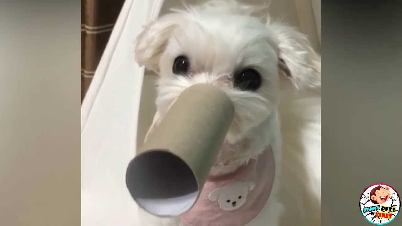 TRY NOT TO LAUGH CHALLENGE🤣 | Dogs, monkeys and Cats - Funny Animal Videos Compilation 2020 ...