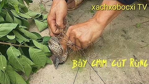 Lần đầu đi bẫy chim Cút rừng và cái kết đầy bất ngờ.