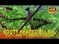 Masteran Suara Burung Kutilang Cangkurileung Sooty Headed Bulbul Sounds Mp3 - Mp4 Download