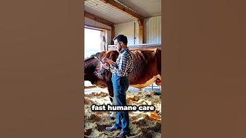 MooScan: The AI Dermatologist for Cows