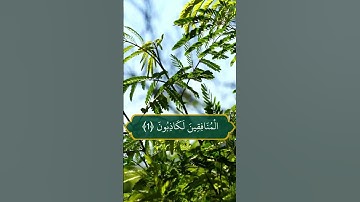 سورة المنافقون [ من الآية (1) إلى الآية (2) ]
