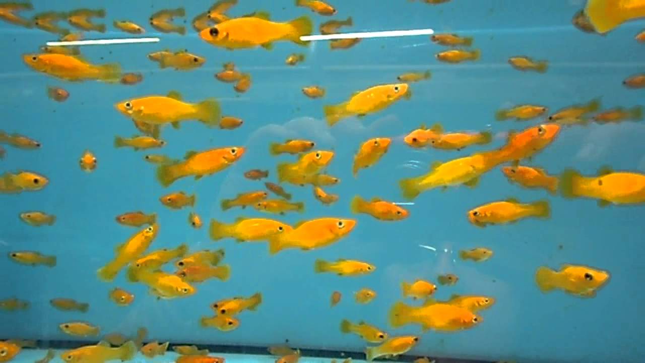 poecilia sphenops gold molly youtube