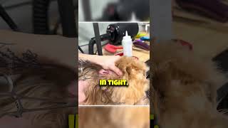 This Brave Dog Gets Instant Relief After Huge Blockage! ❤️