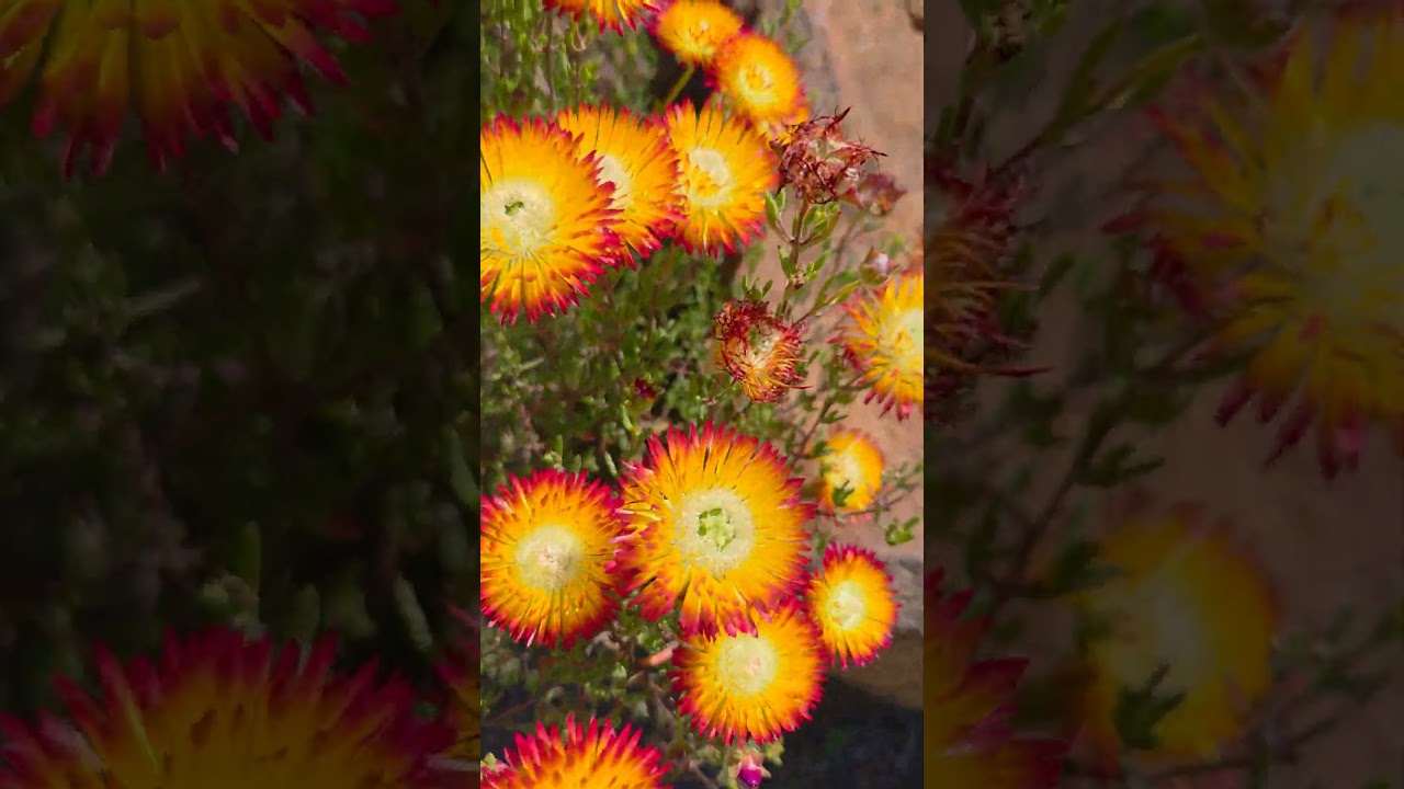 Drosanthemum bicolor 