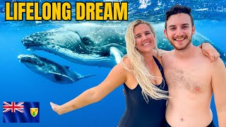 BEST Place to Swim with HUMPBACK WHALES (Grand Turk, Turks & Caicos)