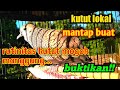 perkutut lokal gacor mantap buat pancingan