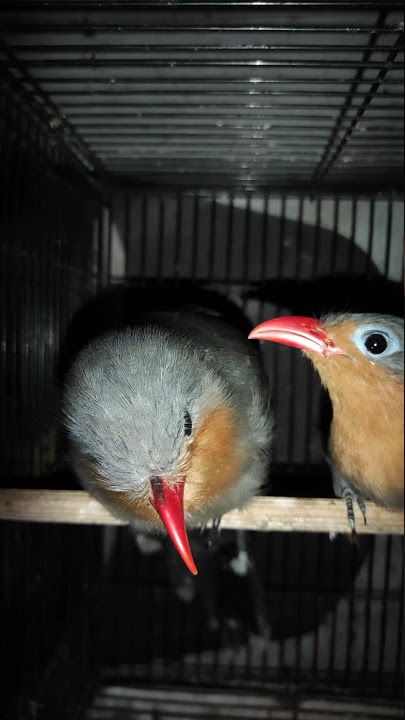 Burung Kadalan