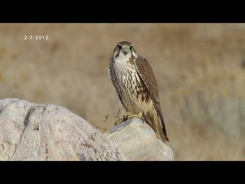 Prairie Falcon - same bird in juvenile and adult plumage