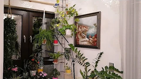 КОМНАТНЫЕ РАСТЕНИЯ 2023/РАСТЕНИЯ НАЧАЛИ ЧУДИТЬ🙄#цветы#влог#