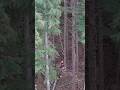 Decades of experience #logger #oregon #bluecollar #inthewoods #workhard #pnw #logginglife #drone