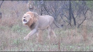 Lions Roaring and Marking Territory | Kruger National Park