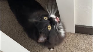 Two cute house cats explore the guest room
