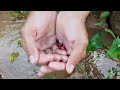 Amazing catch galaxy betta fish in water fall so many fish