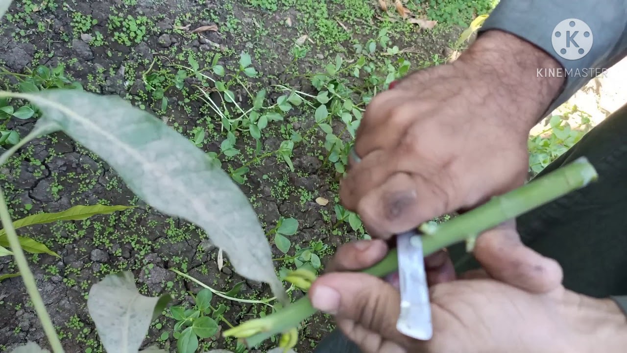 التطعيم السريع جدا للمانجو