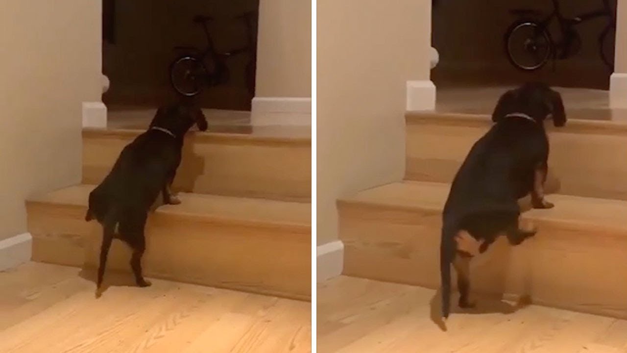 dachshund going up stairs