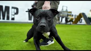 Ко Dogsenergym На Соревнованиях Jumpngym Sprint 2023