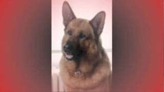 komissar Rex
