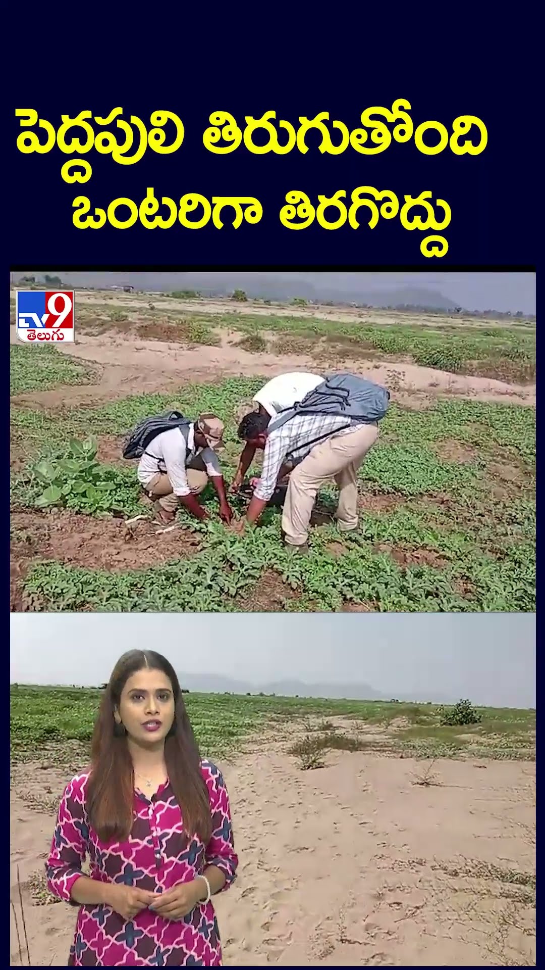 పెద్దపులి తిరుగుతోంది ఒంటరిగా తిరగొద్దు - TV9