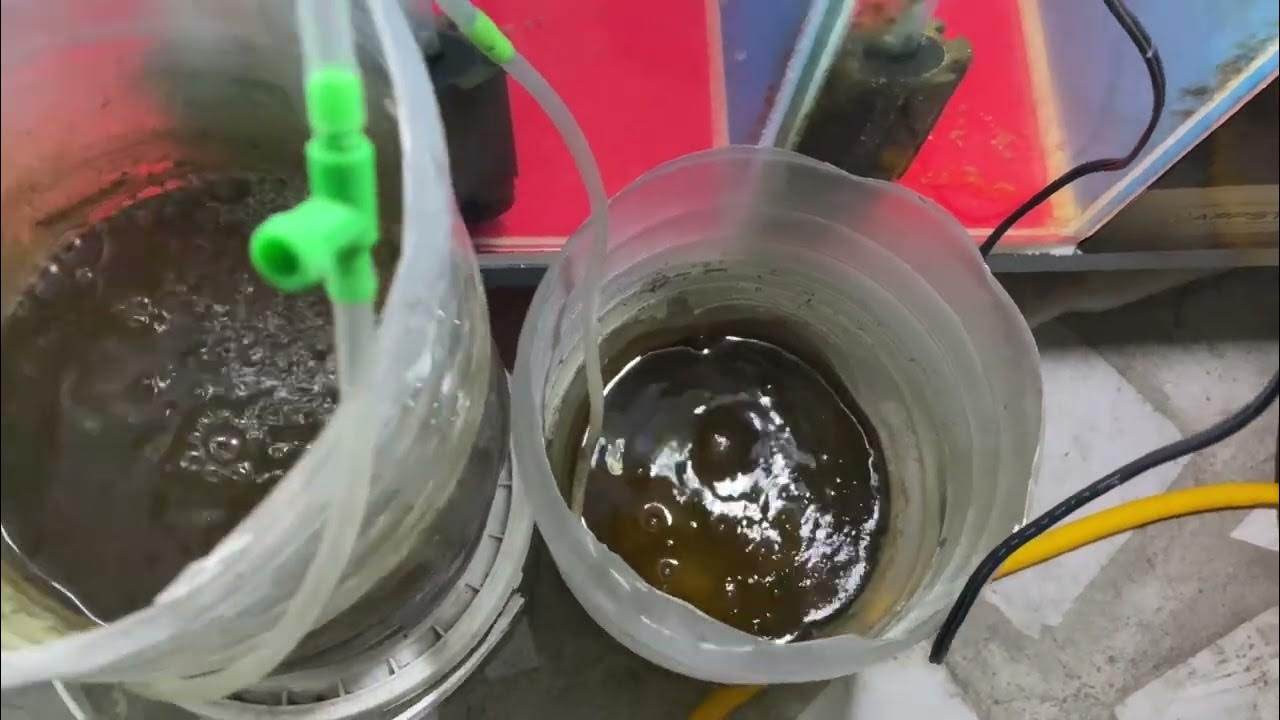 kamfa flowerhorn grow out YouTube