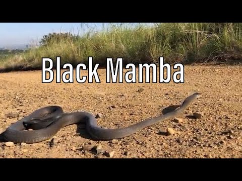 Black Mamba ilanı