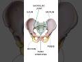 Mastering the basics of Pelvic Anatomy! #medicalstudent #shorts #usa