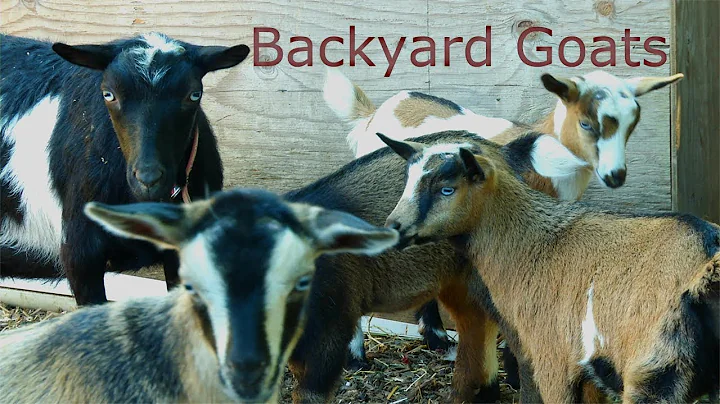 Backyard Goats On An Urban Farm