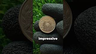 Could Your 1999 Georgia Quarter Be Valuable? Rare Errors and Key Details to Check