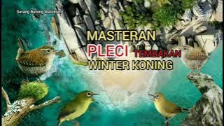 Masteran PLECI Tembakan Winter Koning / Wren Cocok Untuk Pleci Bahan