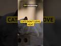 Cats Aren’t Comfortable in Heat… They’re Just Built to Survive It