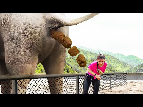 elephant poops at the WORST time..