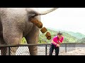 elephant poops at the WORST time..