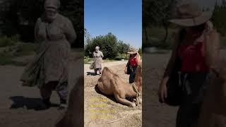 Camel farm