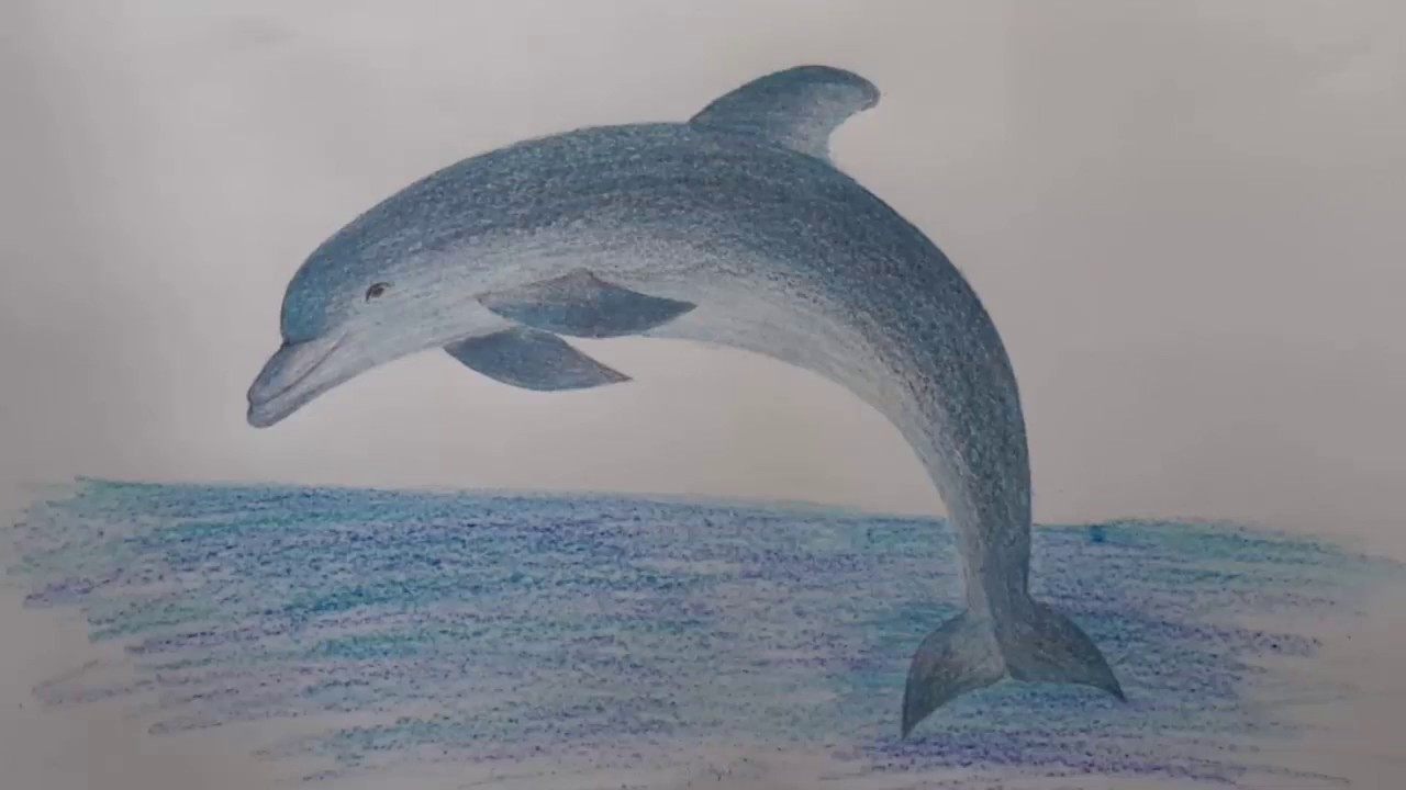 Cá heo mỏ ngắn phổ biến Phim hoạt hình Cá voi Vẽ  png tải về  Miễn phí  trong suốt Cá Heo png Tải về