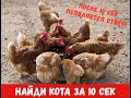 НАЙДИ КОТА с ответами Тест на внимательность Найди животных 2