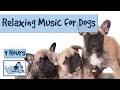 Over 9 Hours of Relaxing Music for Dogs! Compilation of Soothing Music for your Pup! 🐶 RMD10