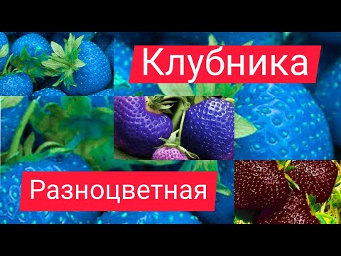 Сорта Клубники С Тёмными Ягодами