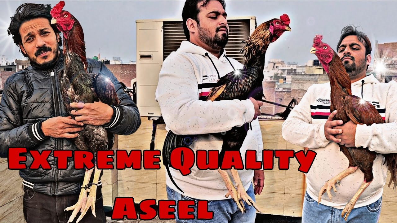 Royal Aseel Rooster|| New Stock Available