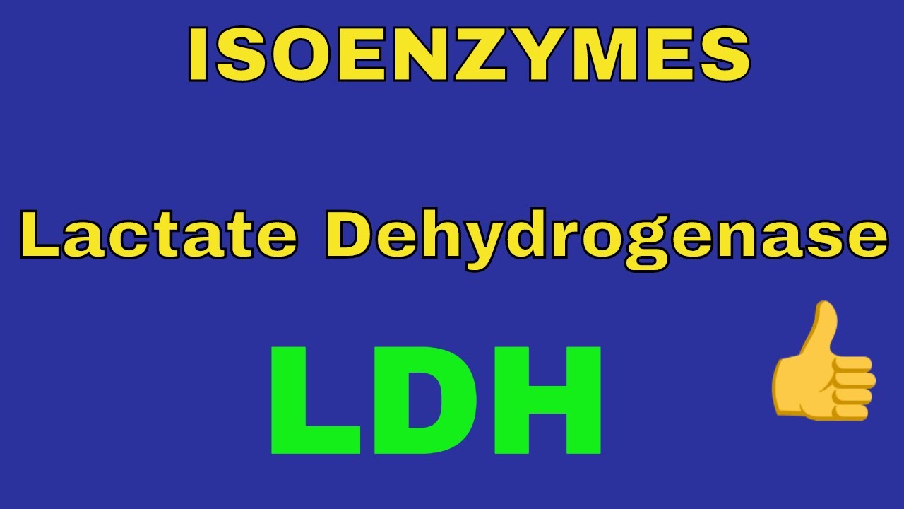 laktát-dehidrogenáz