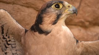 Falconry: Lanner falcon questions