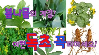 봄나물의 계절, 이런 독초 꼭 피하세요!