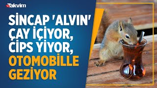 Sincap Alvin Çay Içiyor, Cips Yiyor, Otomobille Geziyor Doğaya Dönmeyi Reddediyor